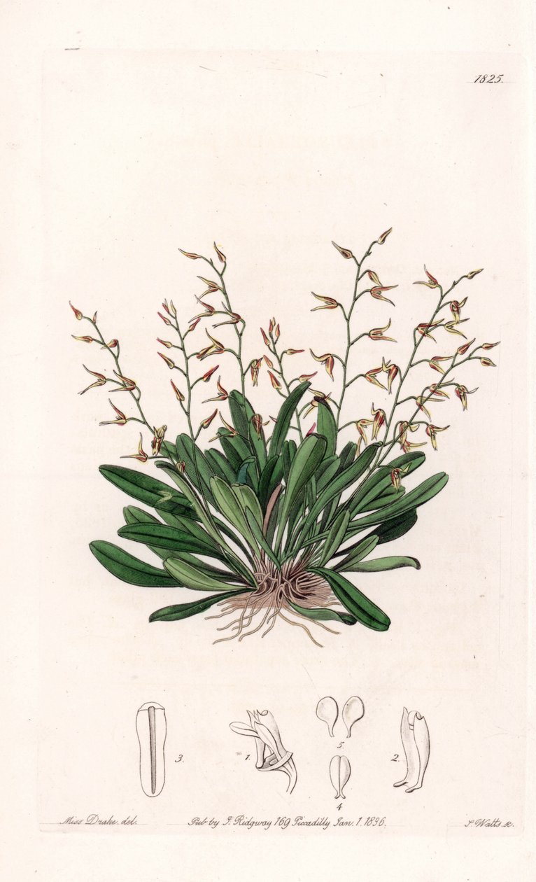 Orchid: variety of epidendre - Plate gravert av S.Watts, fra en illustrasjon av Sarah Anne Drake (1803-1857), fra Botanical Register of Sydenham Edwards (1768-1819), England av Sydenham Teast Edwards