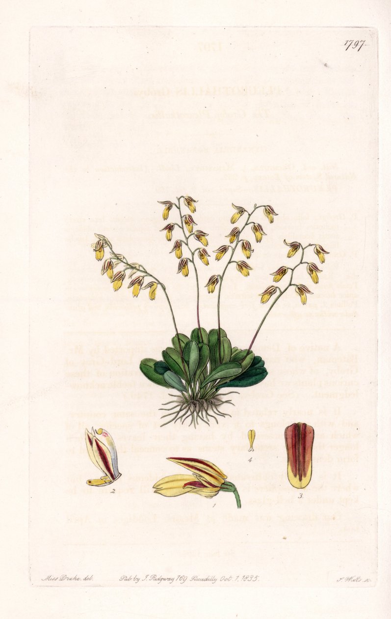 Orchid: variety of epidendre - Plate gravert av S.Watts, fra en illustrasjon av Sarah Anne Drake (1803-1857), fra Botanical Register of Sydenham Edwards (1768-1819), England av Sydenham Teast Edwards