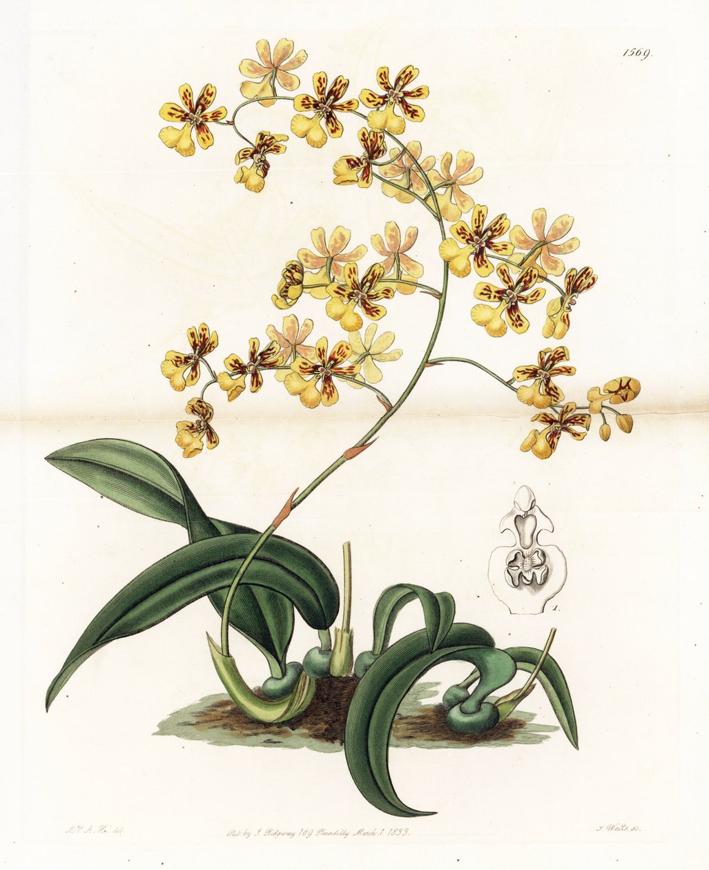 Orchid: variasjon av epifytisk oncidium fra Brasil - Plate gravert av S. Watts, fra en illustrasjon av Sarah Anne Drake (1803-1857), fra Botanical Register of Sydenham Edwards (1768-1819), England av Sydenham Teast Edwards