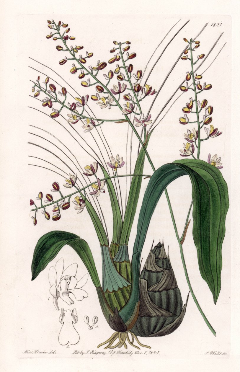 Orchid: variasjon av eulophia - Plate gravert av S.Watts, fra en illustrasjon av Sarah Anne Drake (1803-1857), fra Botanical Register of Sydenham Edwards (1768-1819), England av Sydenham Teast Edwards