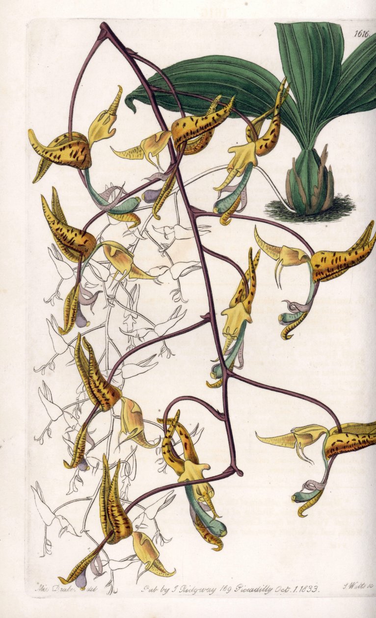 Orchid: variasjon av gongora, hjemmehørende i Sør-Amerika - Plate gravert av S.Watts, fra en illustrasjon av Sarah Anne Drake (1803-1857), fra Botanical Register of Sydenham Edwards (1768-1819), England av Sydenham Teast Edwards