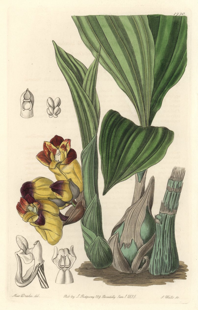 Orchidee Acanthephippium bicolor, opprinnelig fra Sri Lanka - Water av S. Watts fra en illustrasjon av Sarah Anne Drake (1803-1857), fra Botanical Register av Sydenham Teast Edwards