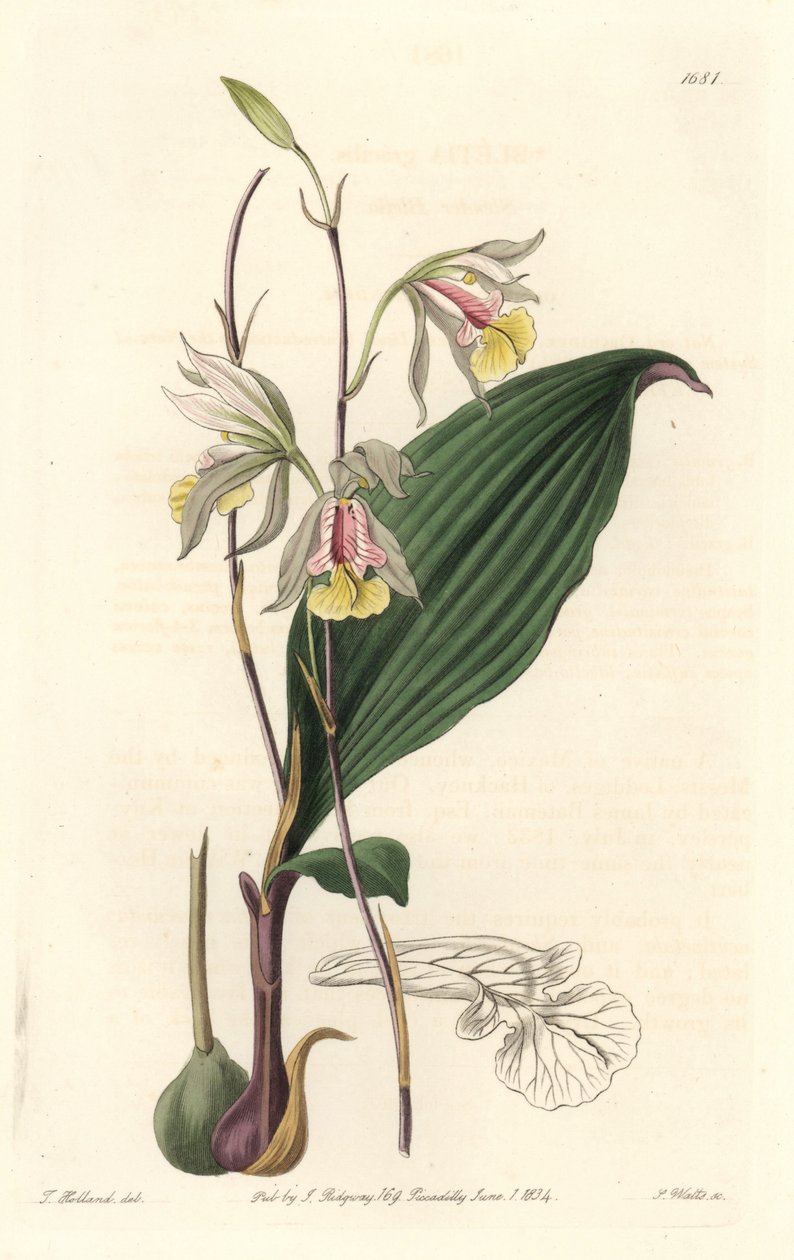 Orchidee, American Bletia - Water Forte av S. Watts fra en illustrasjon av T. Holland, fra Botanical Register av Sydenham Teast Edwards