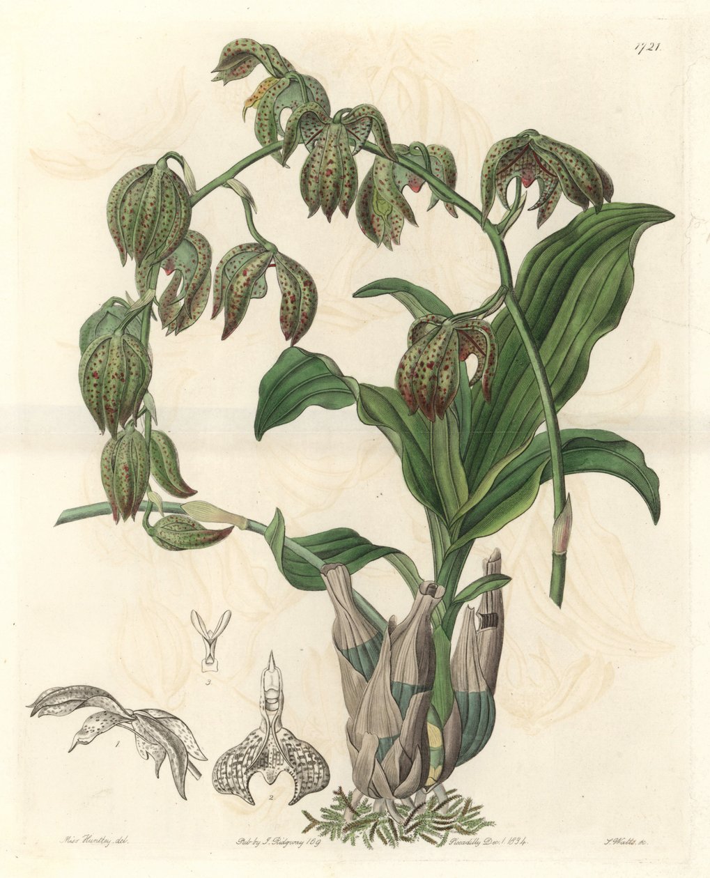 Orchidee Catasetum, hjemmehørende i Brasil - Water forte av S. Watts fra en illustrasjon av Miss MA Huntley, fra Botanical Register av Sydenham Teast Edwards