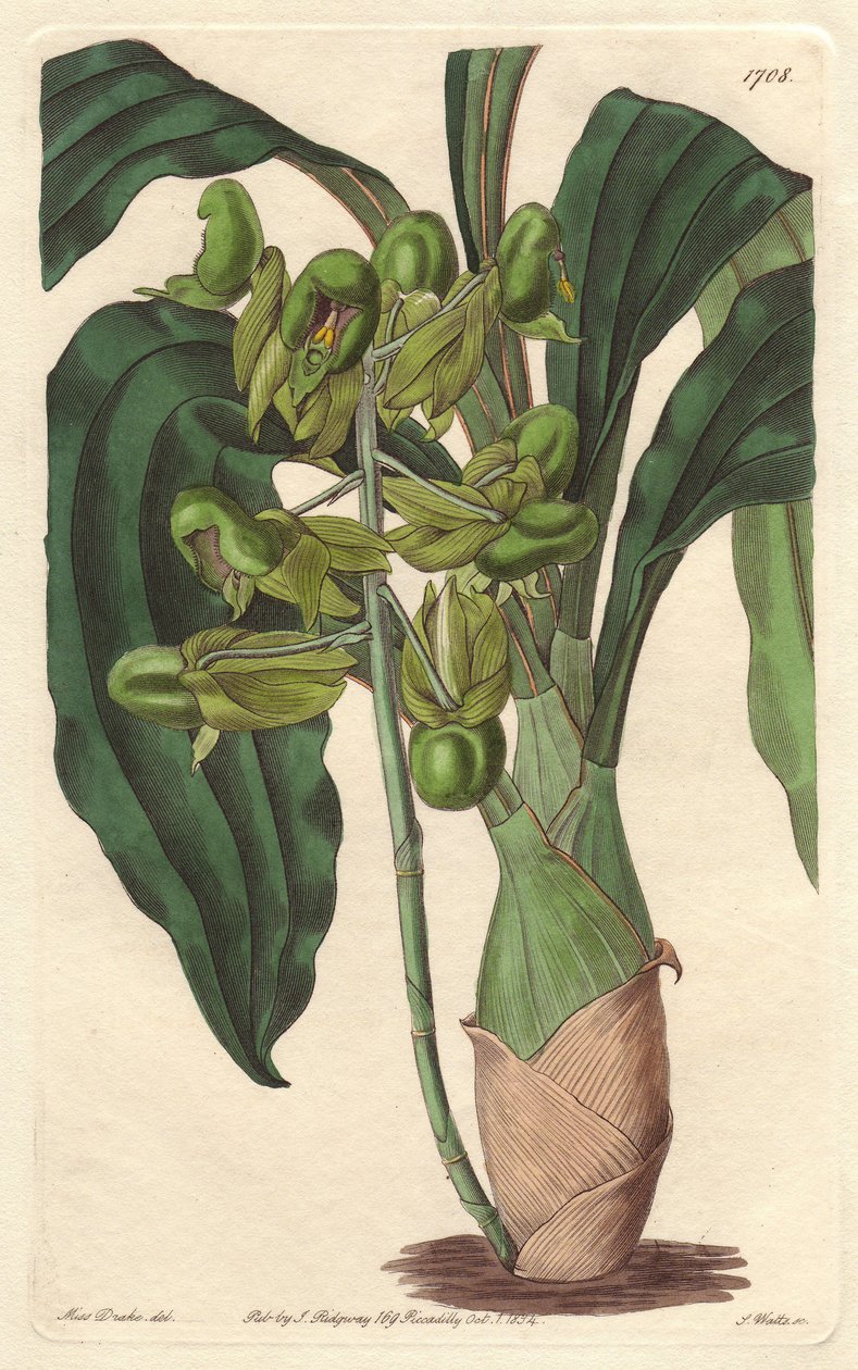 Orchidee Catasetum, hjemmehørende i Brasil - Water forte av S. Watts fra en illustrasjon av Sarah Anne Drake (1803-1857), fra Botanical Register av Sydenham Teast Edwards