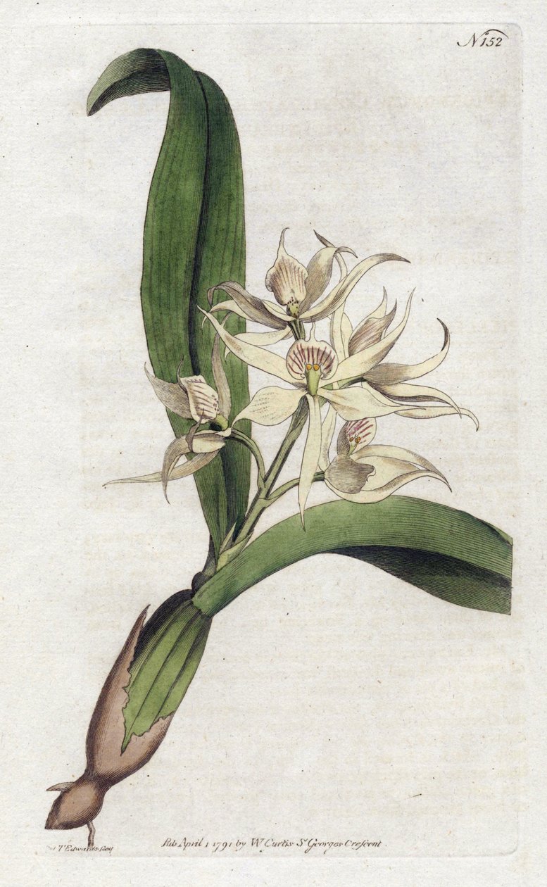 Orchidee epidendrum fragfumee - Litografi av YDENHAM Edwards (1768-1819), tallerken fra Botanical Magazine av William Curtis (1746-1799) av Sydenham Teast Edwards