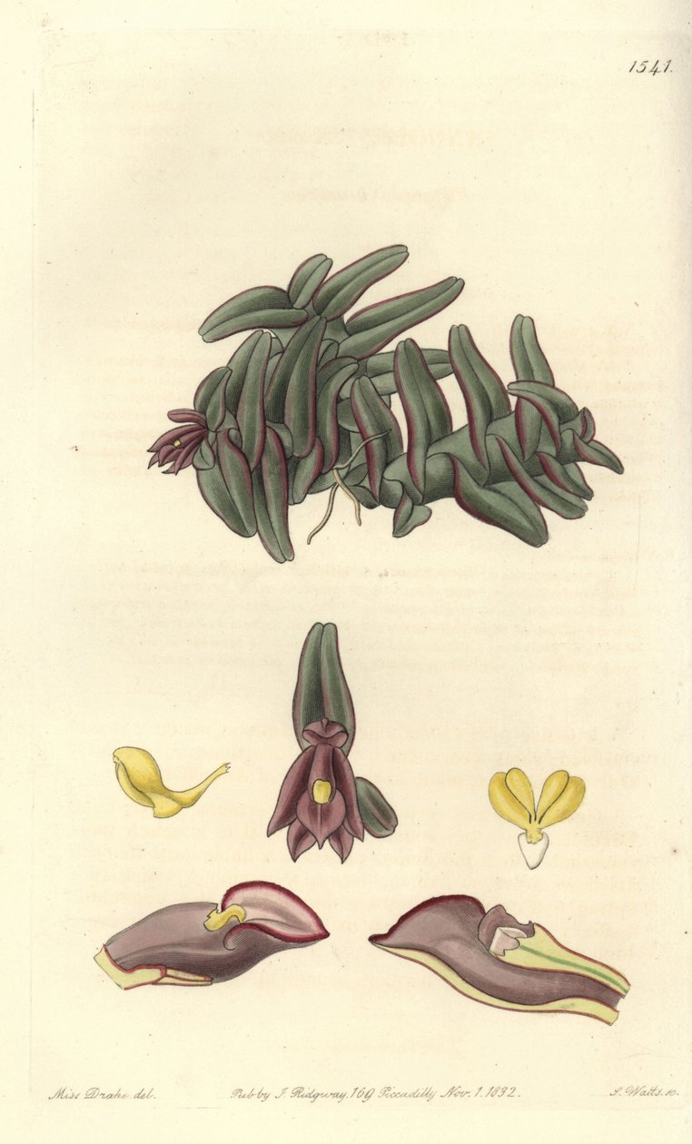 Orchidee epidendrum of Sentral-Amerika - Epidendrum schlechterianum orchid (lilla nanoder, nanoder misfarges). Håndfarget kobberstikk av S. Watts etter en illustrasjon av Miss Sarah Drake fra Sydenham Edwards' Botanical Register, Ridgeway, Lon av Sydenham Teast Edwards