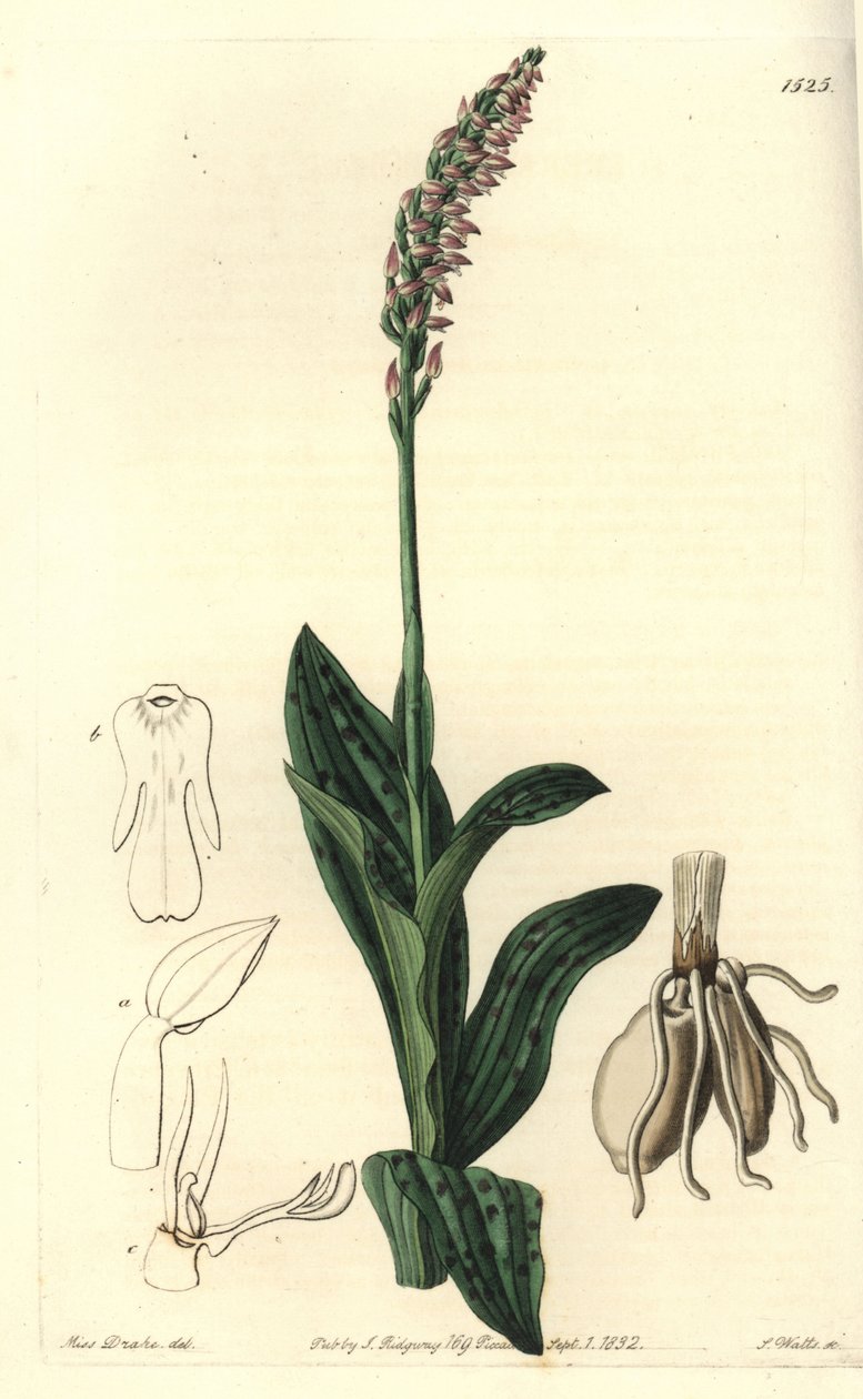 Orchidee neotine - Tettblomstret orkidé, Neotinea maculata (En-størrelse aceras, Aceras secundiflora). Håndfarget kobberstikk av S. Watts etter en illustrasjon av Miss Sarah Drake fra Sydenham Edwards' Botanical Register, Ridgeway, London av Sydenham Teast Edwards