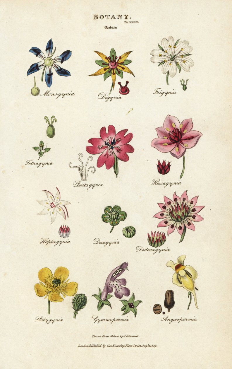 Blomsterordener: Monogynia, Digynia, Trigynia, Pentagynia, etc. Håndfarget kobberstikk etter Sydenham Edwards fra John Mason Good