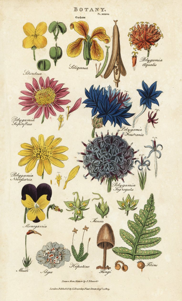 Blomsterordener: Siliculosa, Seliquosa, Polygamia, Monogamia, Filicus, Fungi, etc. Håndfarget kobberstikk etter Sydenham Edwards fra John Mason Goods Pantologia, a New Encyclopedia, G. Kearsley, London av Sydenham Teast Edwards