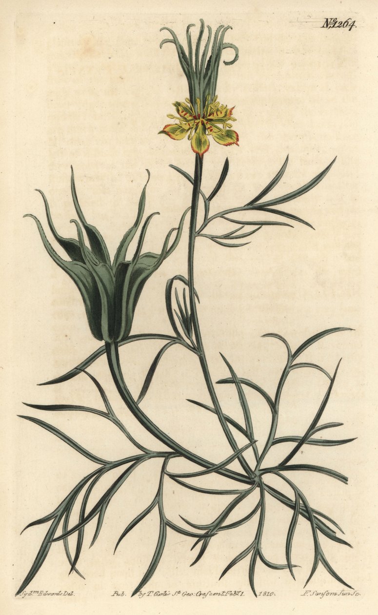 Oriental Nigelle - Orientalsk fennikelblomst, Nigella orientalis. Håndfarget kobberstikk av F. Sansom Jr. etter en illustrasjon av Sydenham Edwards fra William Curtis' Botanical Magazine, T. Curtis, London av Sydenham Teast Edwards
