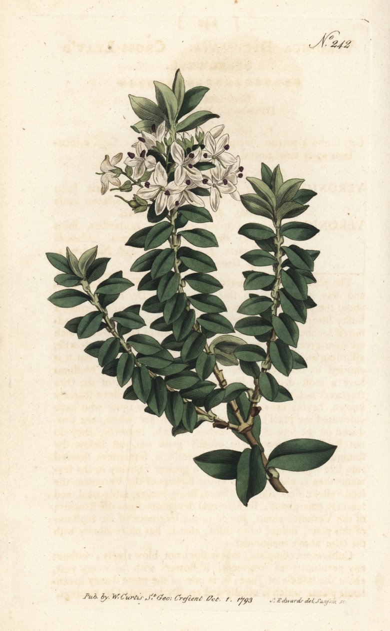 Ouessant myrt eller elliptisk veronica - Cross-leaved speedwell, Veronica decussata. Håndfarget kobberstikk av Sansom etter en illustrasjon av Sydenham Edwards fra William Curtis' Botanical Magazine, London av Sydenham Teast Edwards