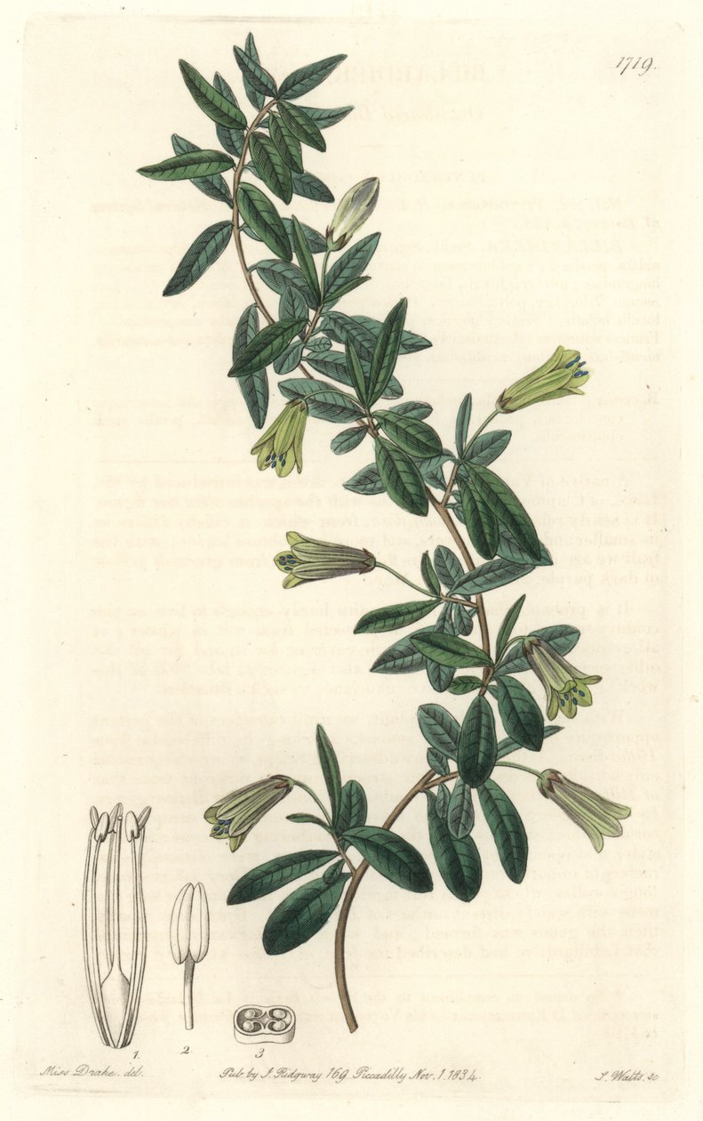 Oval-leaved Billardiera, innfødt til Tasmania (Australia) - Strong water av S. Watts fra en illustrasjon av Sarah Anne Drake (1803-1857), fra Botanical Register av Sydenham Teast Edwards