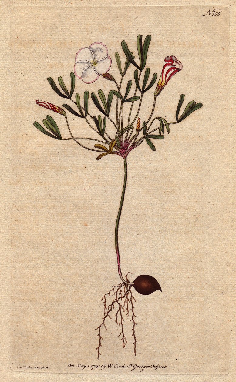 Oxalis (liten sorrel) har hvite stripete blomster og sukkerrosa, hjemmehørende i Afrika. Stripete blomstret tresyre med rosa godteri stripete hvite blomster. Innfødt i Afrika. Oxalis versicolor. Håndfarget kobberstikk fra en botanisk illustrasjon av av Sydenham Teast Edwards