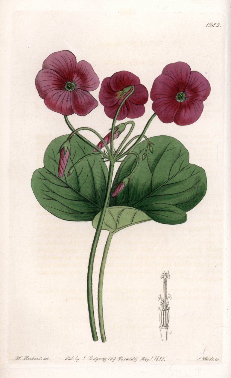 Oxalis de Bowie - Plate gravert av S.Watts, fra en illustrasjon av Sarah Anne Drake (1803-1857), fra Botanical Register of Sydenham Edwards (1768-1819), England av Sydenham Teast Edwards