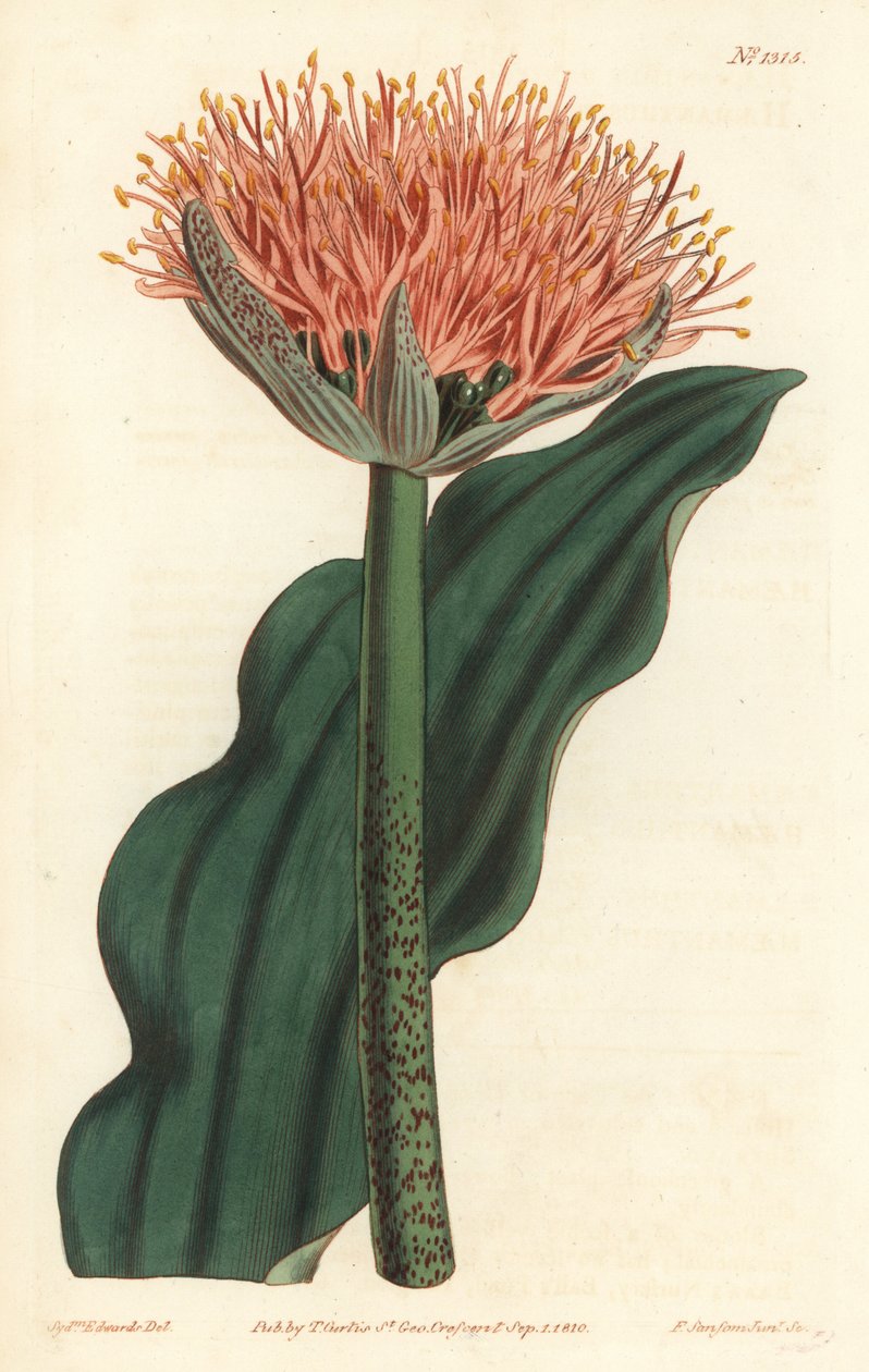 Pensellilje, Scadoxus puniceus (Bølgebladblodblomst, Haemanthus puniceus). Håndfarget kobberstikk av F. Sansom Jr. etter en illustrasjon av Sydenham Edwards fra William Curtis' Botanical Magazine, T. Curtis, London av Sydenham Teast Edwards