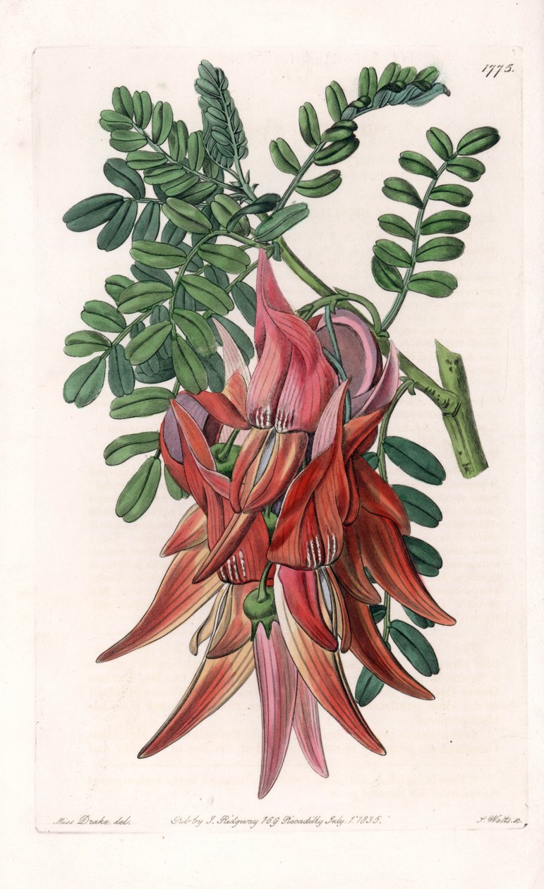 Parrot's Beak - Plate gravert av S.Watts, fra en illustrasjon av Sarah Anne Drake (1803-1857), fra Botanical Register of Sydenham Edwards (1768-1819), England av Sydenham Teast Edwards
