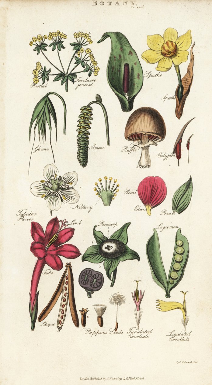 Deler av blomster inkludert kronblad, nektar, glume, frø, spathe, brakte, belgfrukter, etc. Håndfarget kobberstikk etter Sydenham Edwards fra John Mason Good's Pantologia, a New Encyclopedia, G. Kearsley, London av Sydenham Teast Edwards