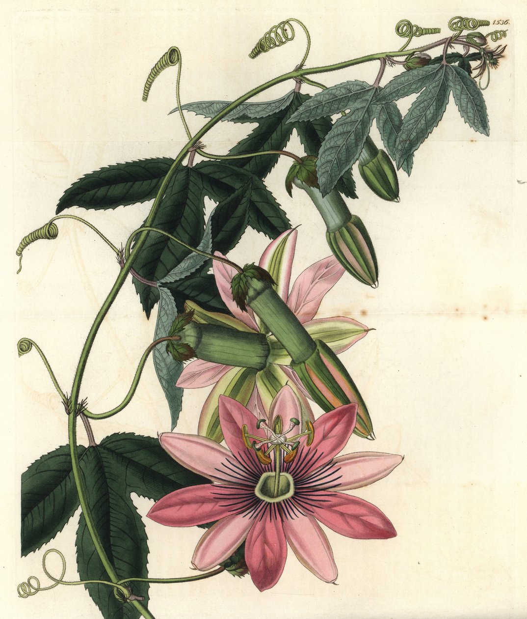 Passion Variete - Poro poro, Passiflora pinnatistipula (Mrs. Marryats tacsonia, Tacsonia pinnatistipula). Håndfarget kobberstikk av S. Watts etter en illustrasjon av frøken Sarah Drake M. Hart fra Sydenham Edwards' Botanical Register, Ridgeway, av Sydenham Teast Edwards