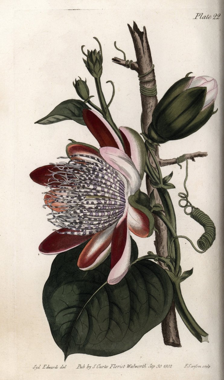 Pasjonsblomst, knopp og blomst. Farget kobberstikk, illustrasjon av Sydenham Edwards (1768-1819) for Conferences of Botanical, Botanical Garden of Lambeth (England) av Sydenham Teast Edwards