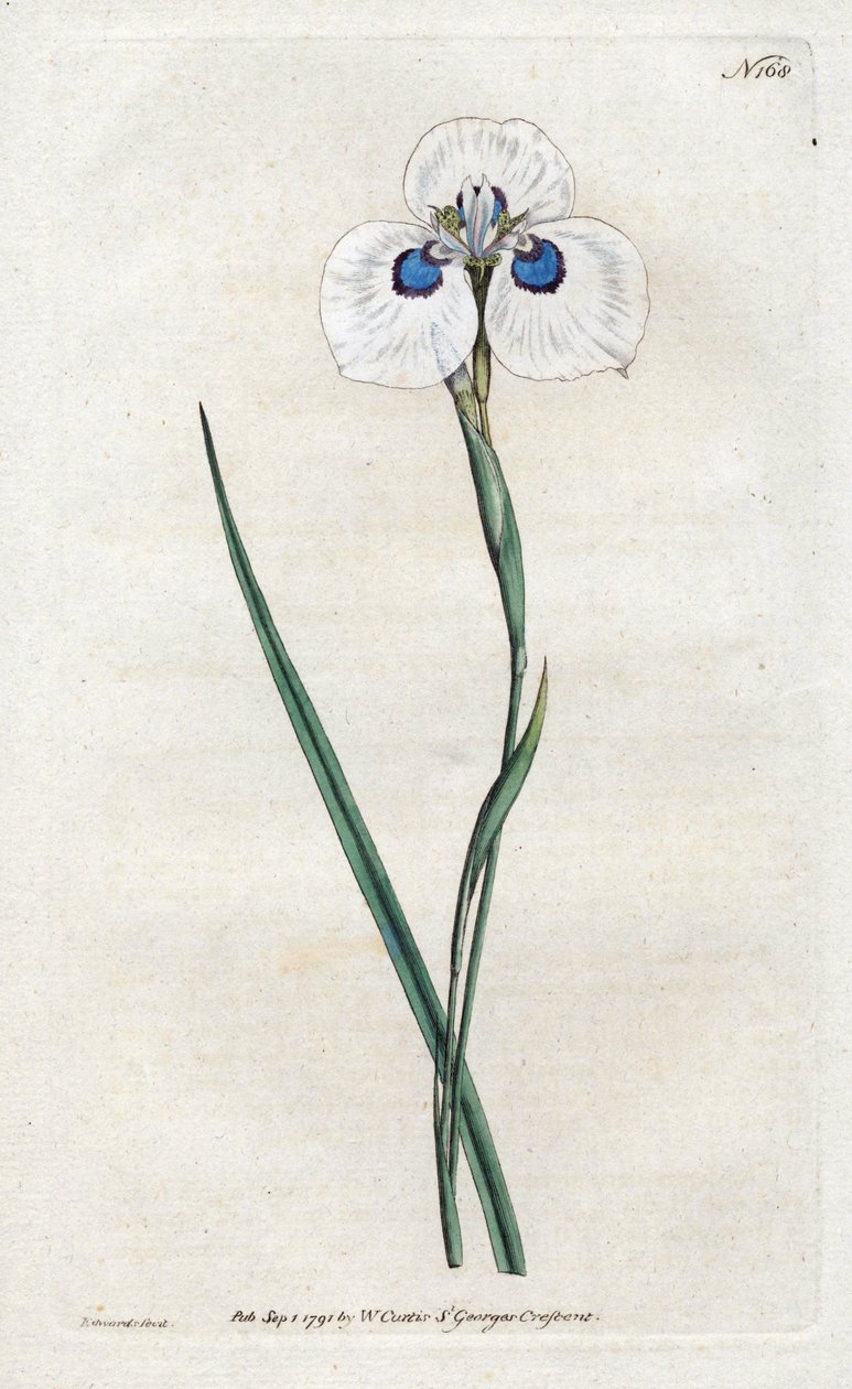 Peacock Iris - Litografi av Sydenham Edwards (1768-1819), plate fra William Curtis's Botanical Magazine (1746-1799) av Sydenham Teast Edwards