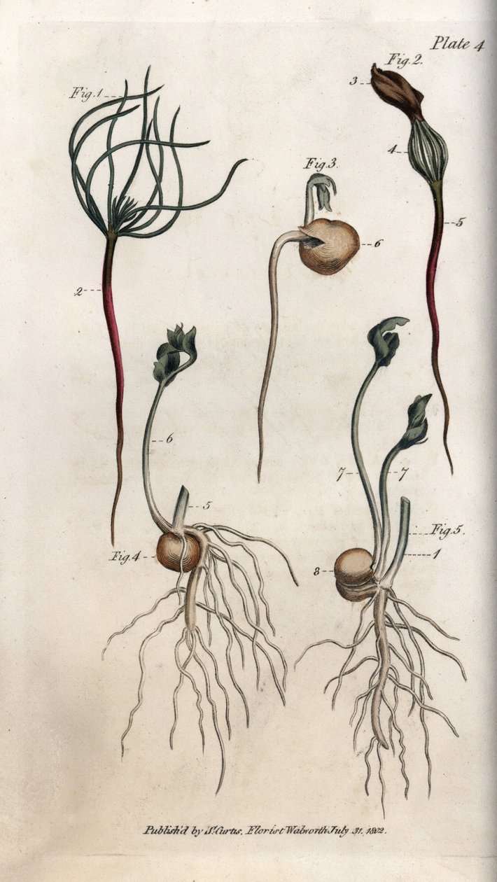 Erter, belgfruktfrø har forskjellige spirestadier. Farget kobberstikk, illustrasjon av Sydenham Edwards (1768-1819) for Conferences of Botanical, Botanical Garden of Lambeth (England) av Sydenham Teast Edwards