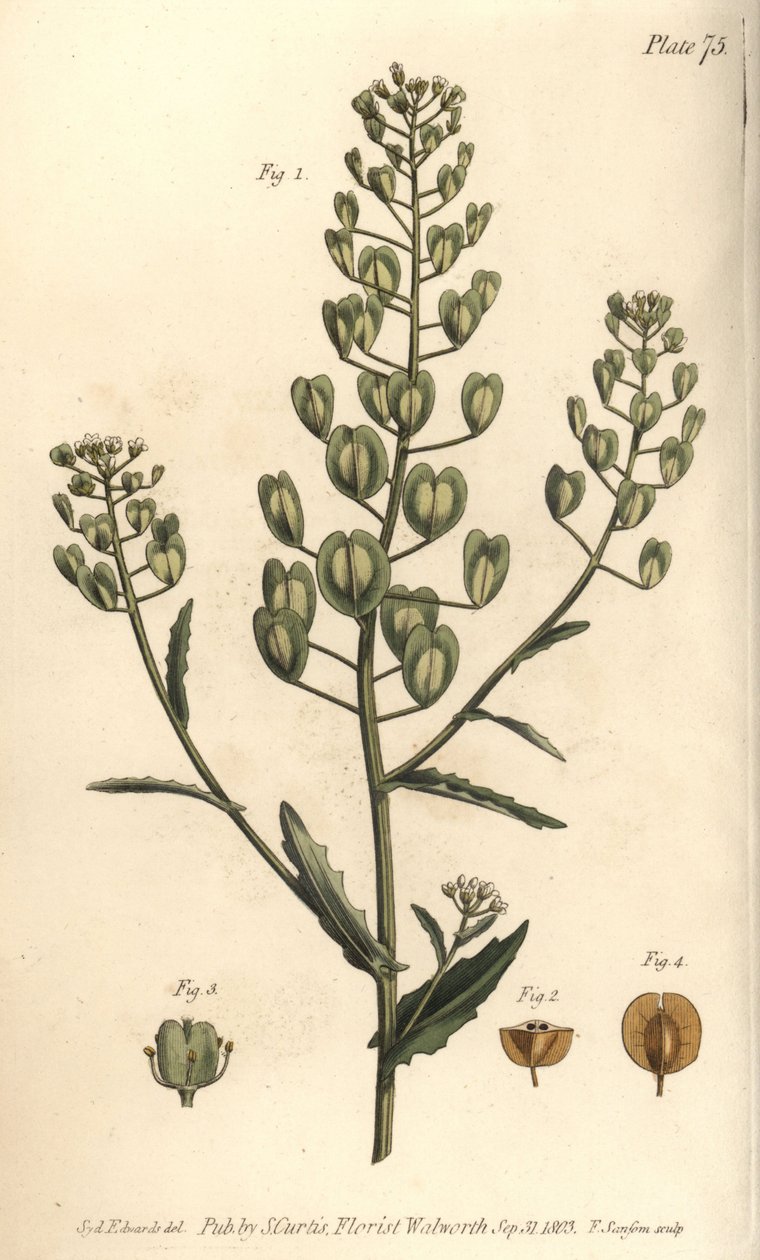 Pennycress, Thlaspi arvense, Siliculosa. Håndfarget kobberstikk av F. Sansom av en botanisk illustrasjon av Sydenham Edwards for William Curtis' Lectures on Botany, som ble levert i Botanic Garden at Lambeth av Sydenham Teast Edwards
