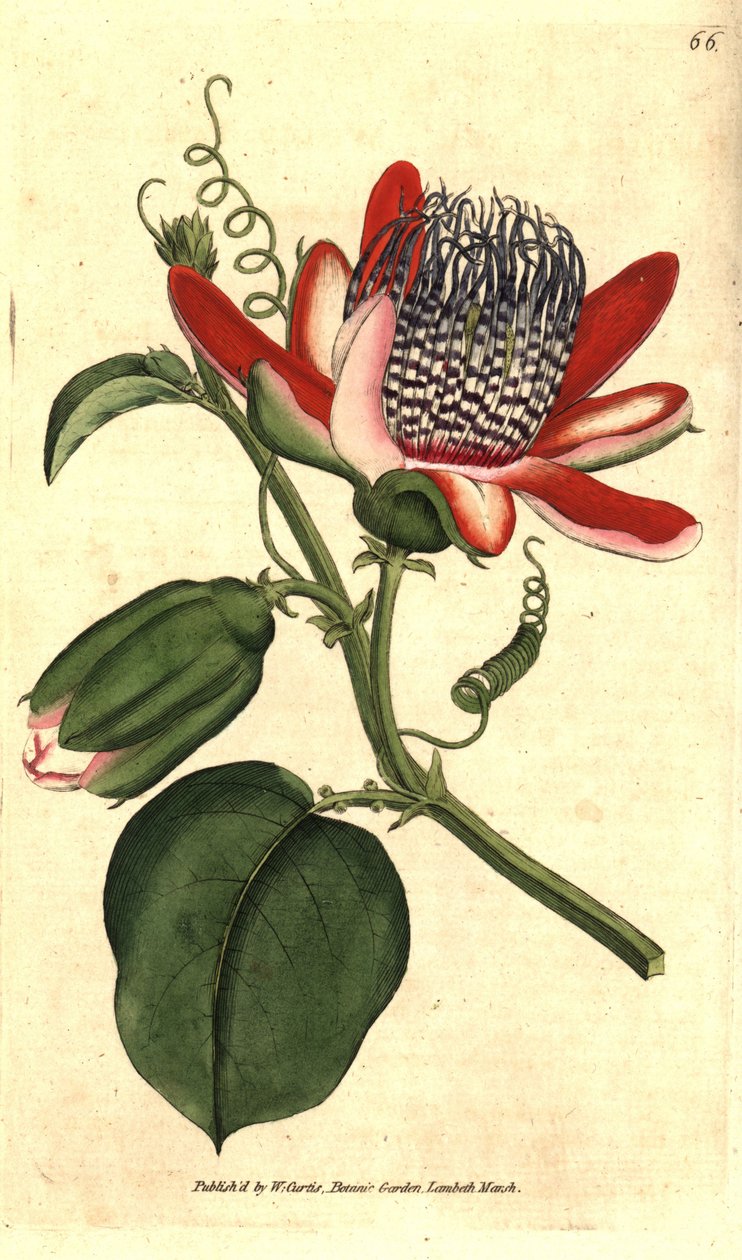 Perfumee grenadilla (eller refresco maracuja) - (Bevinget pasjonsblomst, Passiflora alata. Håndfarget kobberstikk etter en botanisk illustrasjon av James Sowerby fra William Curtis' The Botanical Magazine, Lambeth Marsh, London av Sydenham Teast Edwards