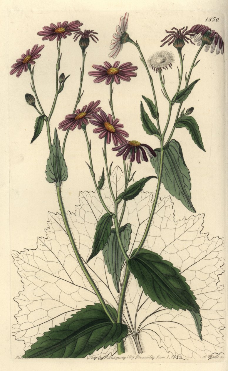 Pericallis tussilaginis (Coltsfoot-leaved groundsel, Senecio tussilaginis). Håndfarget kobberstikk av S. Watts etter en illustrasjon av Miss Sarah Drake fra Sydenham Edwards' Botanical Register, Ridgeway, London av Sydenham Teast Edwards