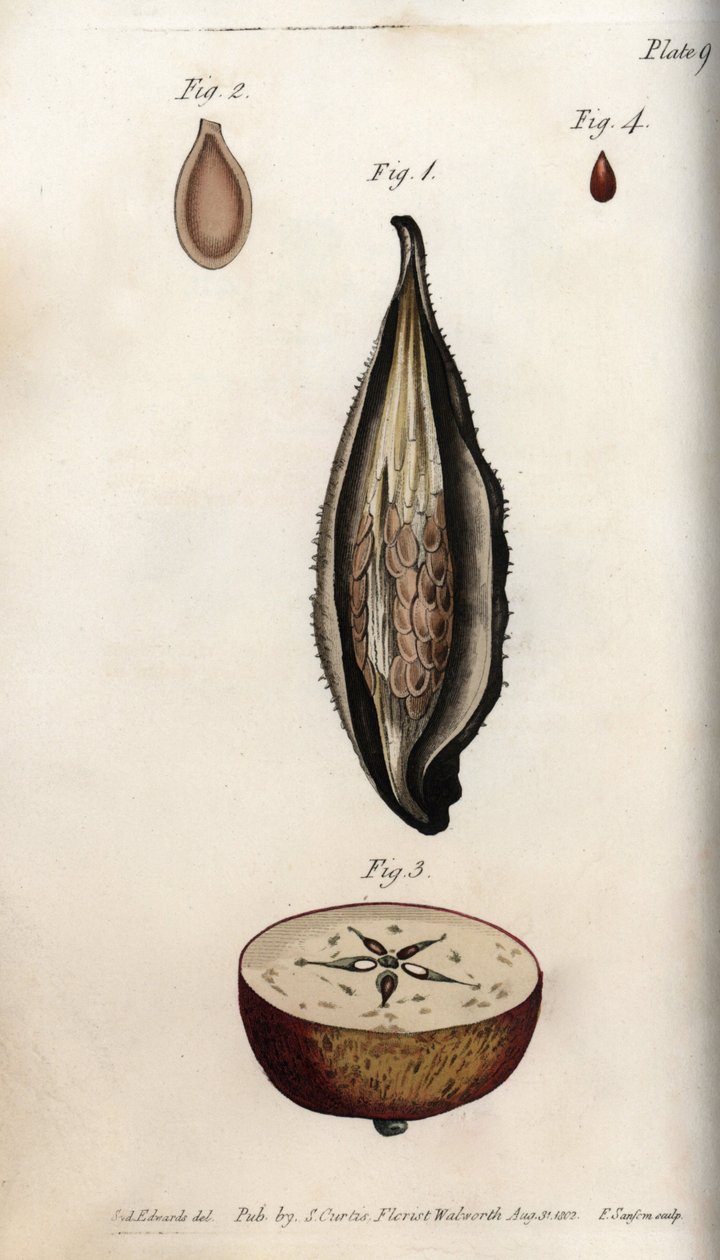 Perikarp av parakittgress (eller vatt) og seksjon av frukten av tam epletre Farget kobbergravering, illustrasjon av Sydenham Edwards (1768-1819) for botaniske konferanser, Lambeth Botanical Garden, England av Sydenham Teast Edwards