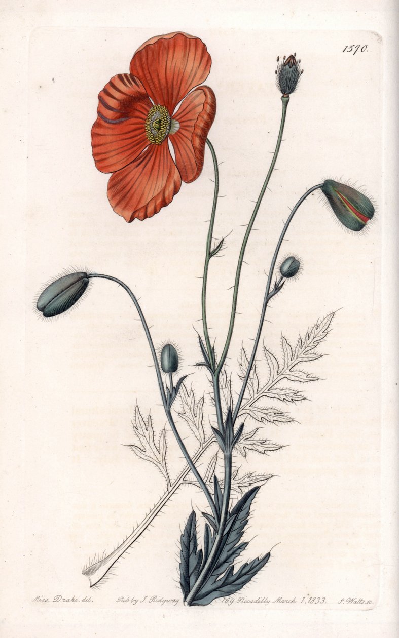 Persian Poppy Variete - Gravert av S.Watts, fra en illustrasjon av Sarah Anne Drake (1803-1857), fra Botanical Register of Sydenham Edwards (1768-1819), England av Sydenham Teast Edwards