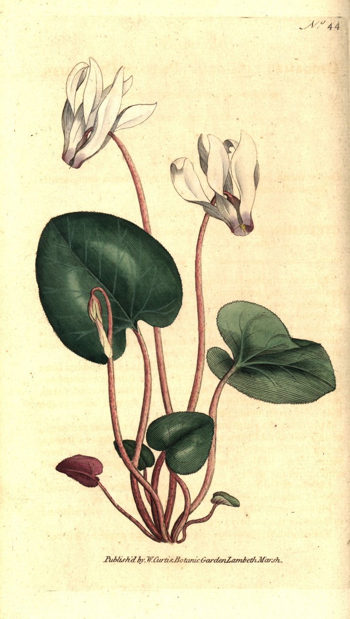 Persisk cyclamen eller cyclamen blomsterhandlere - Persisk cyclamen, Cyclamen persicum. Håndfarget kobberstikk etter en botanisk illustrasjon av James Sowerby fra William Curtis' The Botanical Magazine, Lambeth Marsh, London av Sydenham Teast Edwards