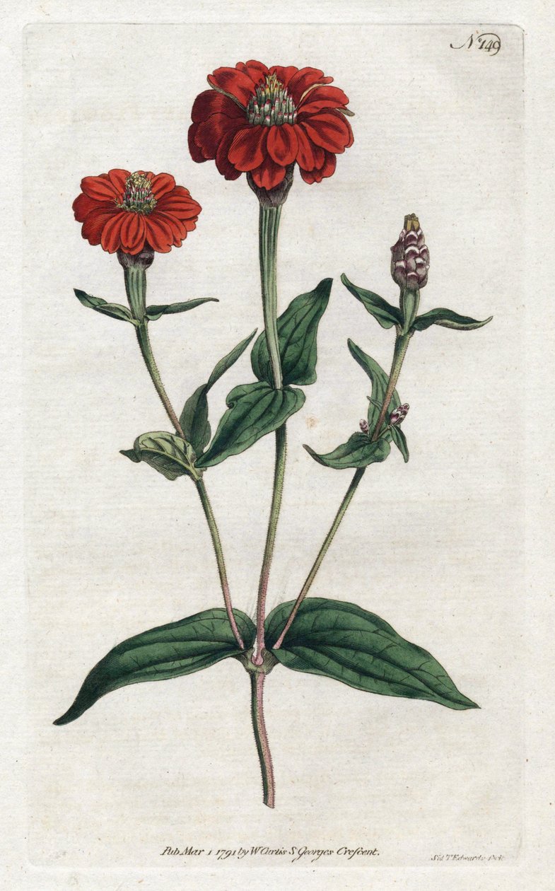 Peruansk zinnia eller bresine - Litografi av Sydenham Edwards (1768-1819), fra Botanical Magazine av William Curtis (1746-1799) av Sydenham Teast Edwards