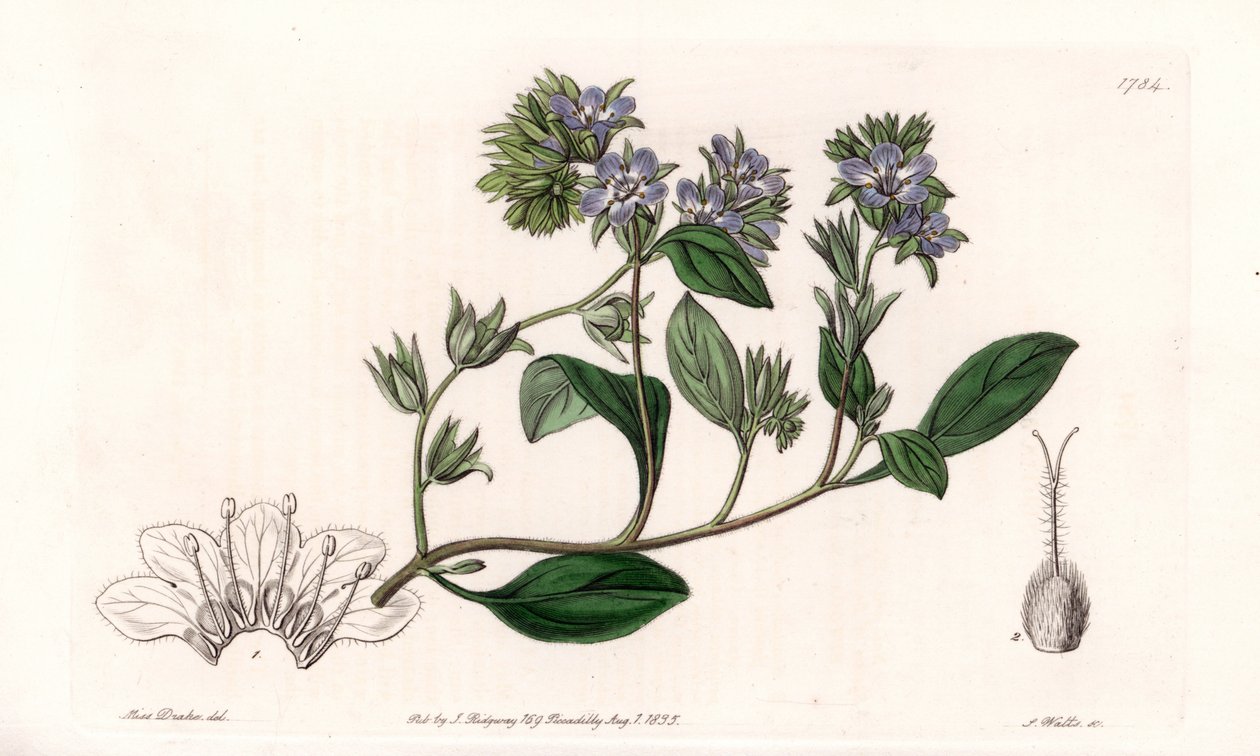 Phacelia, endemisk i California - Gravert av S.Watts, fra en illustrasjon av Sarah Anne Drake (1803-1857), fra Botanical Register of Sydenham Edwards (1768-1819), England av Sydenham Teast Edwards