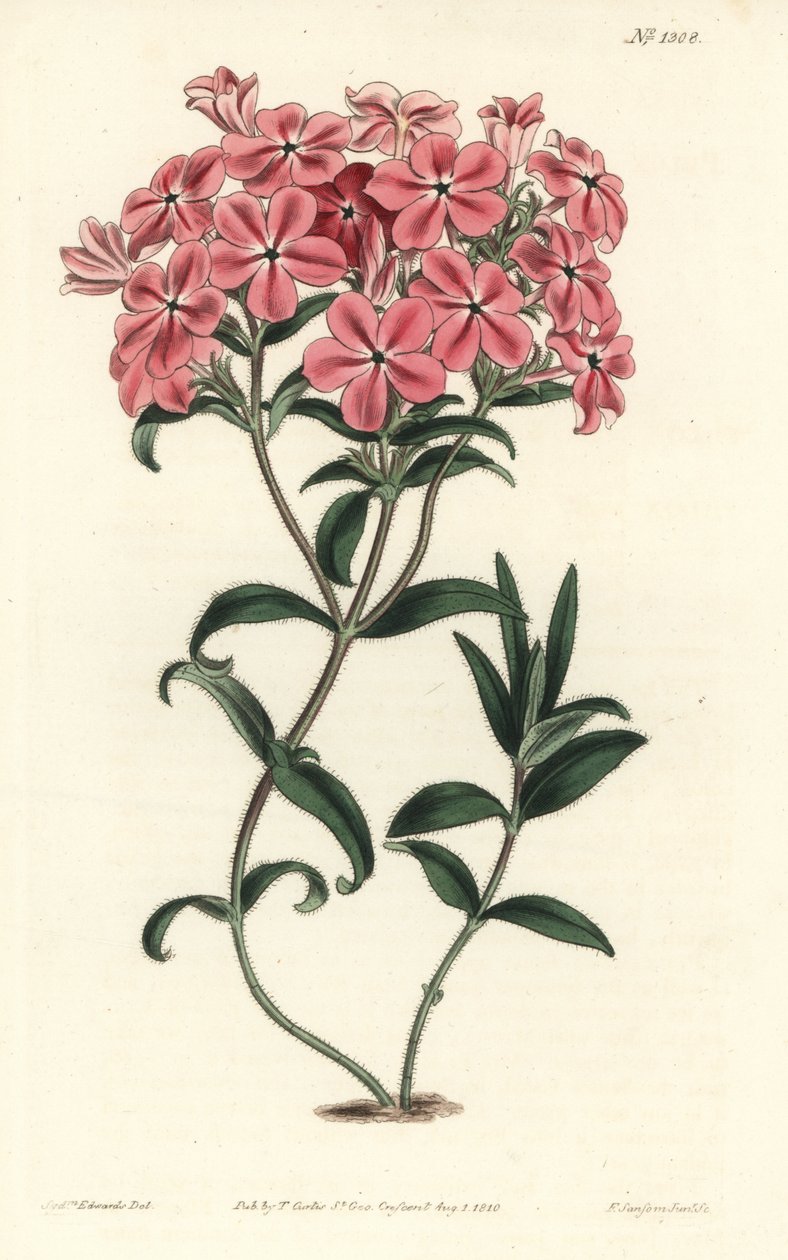 Phlox de la Caroline eller Jaume Saint Hilaire - Frasers hårete phlox, Phlox amoena. Håndfarget kobberstikkgravering av F. Sansom Jr. etter en illustrasjon av Sydenham Edwards fra William Curtis 