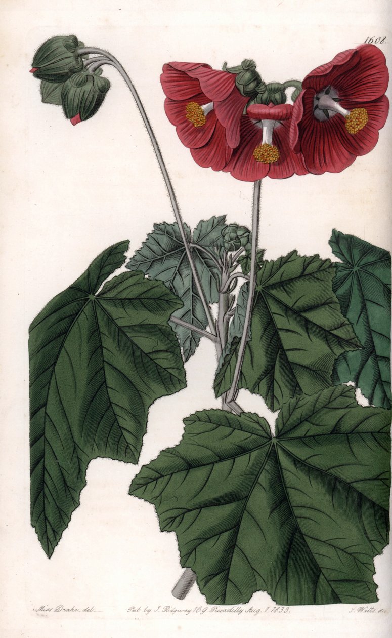 Phymosia variete, røde blomster, hjemmehørende i Mexico - Gravert av S. Watts, fra en illustrasjon av Sarah Anne Drake (1803-1857), fra Botanical Register of Sydenham Edwards (1768-1819), England av Sydenham Teast Edwards