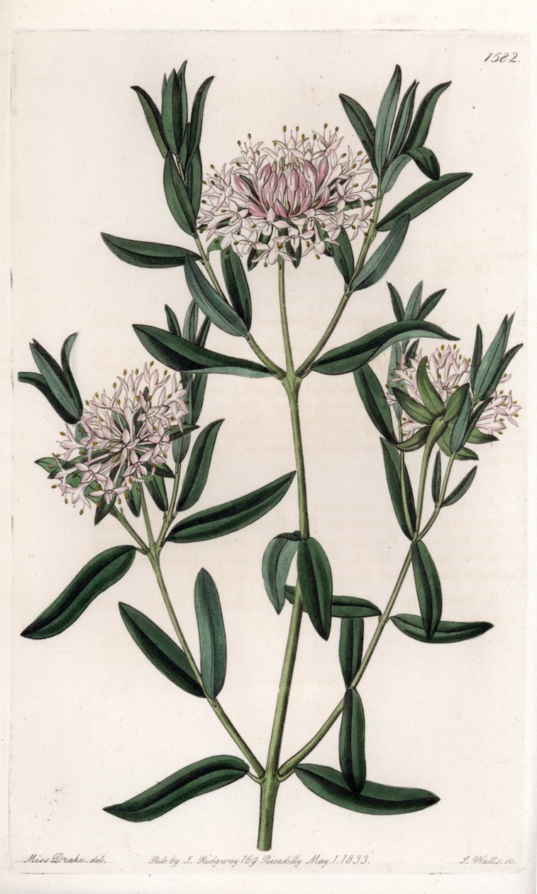Pimelea sylvestris, hjemmehørende i Australia - Gravert av S.Watts, fra en illustrasjon av Sarah Anne Drake (1803-1857), fra Botanical Register of Sydenham Edwards (1768-1819), England av Sydenham Teast Edwards