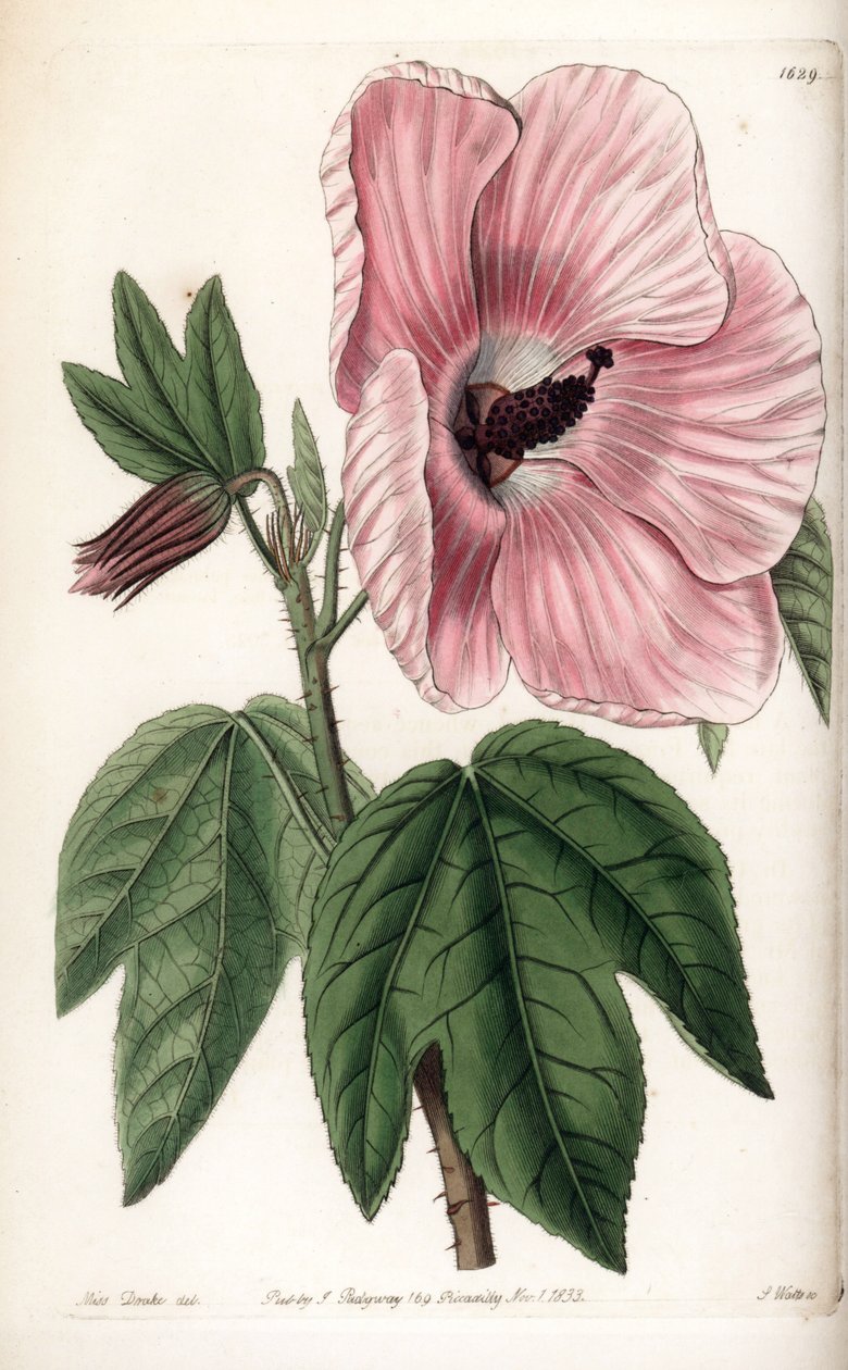 Pink Hibiscus - Plate gravert av S.Watts, fra en illustrasjon av Sarah Anne Drake (1803-1857), fra Botanical Register of Sydenham Edwards (1768-1819), England av Sydenham Teast Edwards