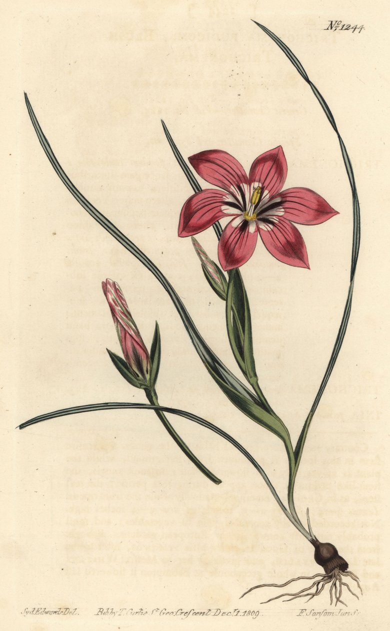 Rosa froetang, Romulea flava (Blush trichonema, Trichonema pudicum). Håndfarget kobberstikkgravering av F. Sansom Jr. etter en illustrasjon av Sydenham Edwards fra William Curtis 