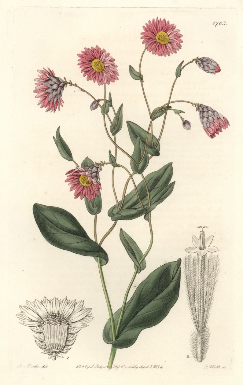 Rosa rhodanthe, hjemmehørende i Australia - S. Watts sterkt vann fra en illustrasjon av Sarah Anne Drake (1803-1857), fra Botanical Register av Sydenham Teast Edwards