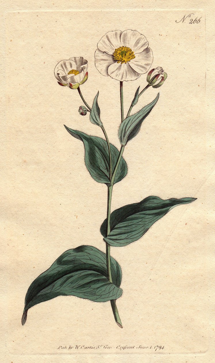 Groblad smørblomst med hvite blomster og gult hjerte. Grobladbladet kråkefot med hvite blomster og gult øye. Ranunculus amplexicaulis. Håndfarget kobberstikk fra en botanisk illustrasjon av Sydenham Edwards fra William Curtis sin "" av Sydenham Teast Edwards
