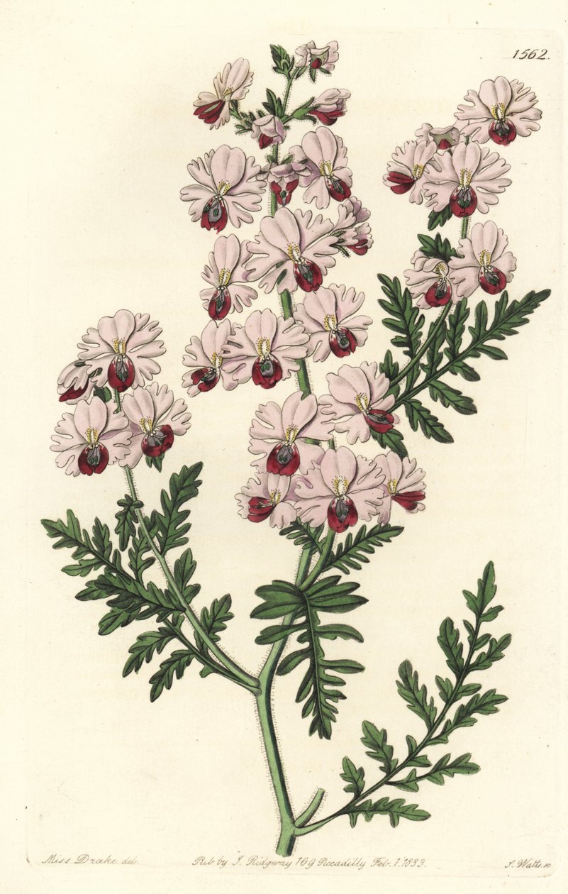 Fattigmannsorkide, Pinnat schizanthus dvergsort, Schizanthus pinnatus humilis. Håndfarget kobberstikk av S. Watts etter en illustrasjon av Miss Sarah Drake fra Sydenham Edwards' Botanical Register, Ridgeway, London av Sydenham Teast Edwards
