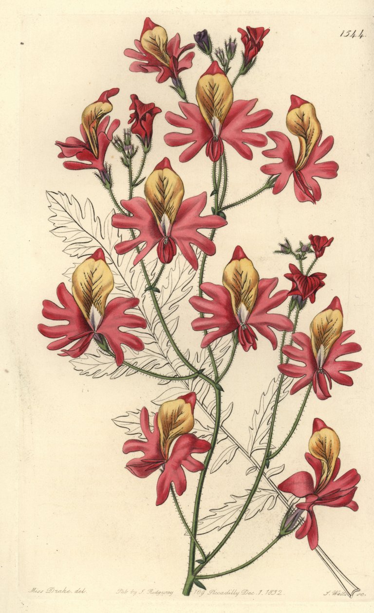 Fattigmannsorkidé, Schizanthus grahamii (Blunt-petalled schizanthus, Schizanthus retusus). Håndfarget kobberstikk av S. Watts etter en illustrasjon av Miss Sarah Drake fra Sydenham Edwards