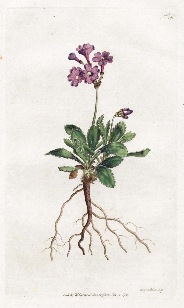 Primevere marginee - Litografi av Sydenham Edwards (1768-1819), plate fra William Curtis's Botanical Magazine (1746-1799) av Sydenham Teast Edwards