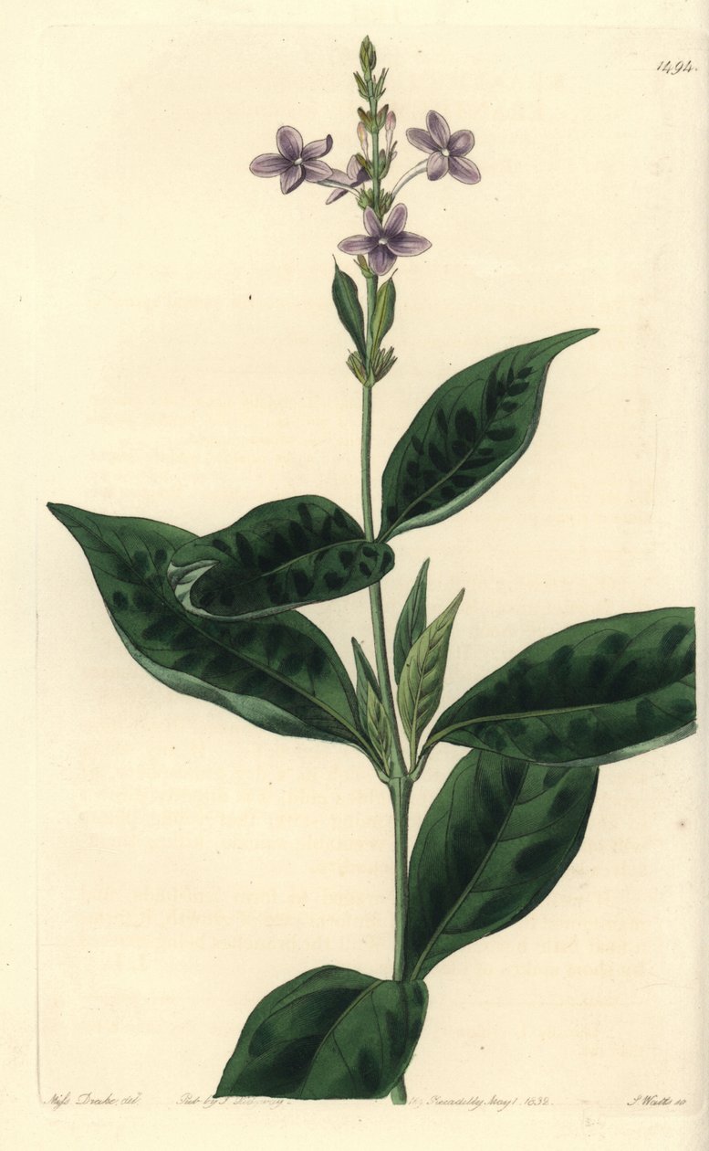Pseuderanthemum faecundum (Evigblåsende eranthemum, Eranthemum faecundum). Håndfarget kobberstikk av S. Watts etter en illustrasjon av Miss Sarah Drake fra Sydenham Edwards' Botanical Register, Ridgeway, London av Sydenham Teast Edwards
