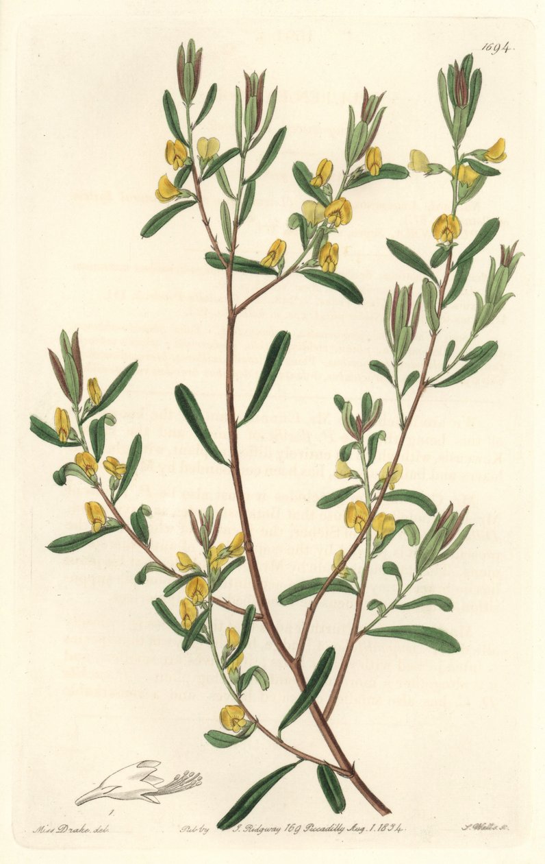 Pultanea flexilis, hjemmehørende i Australia - S. Watts sterkt vann fra en illustrasjon av Sarah Anne Drake (1803-1857), fra Botanical Register av Sydenham Teast Edwards