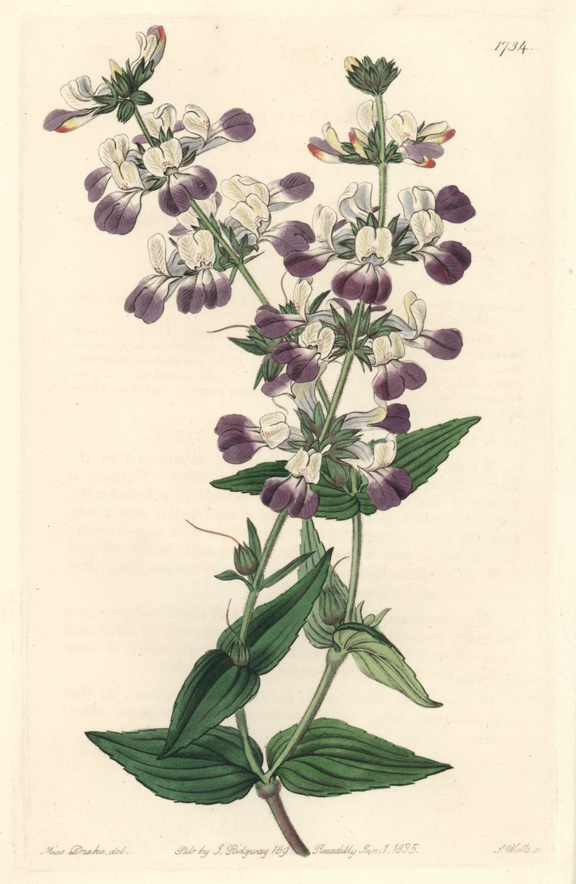 Purple Chinese Pagoda, opprinnelig fra California - S. Watts Strong Water fra en illustrasjon av Sarah Anne Drake (1803-1857), fra Botanical Register av Sydenham Teast Edwards