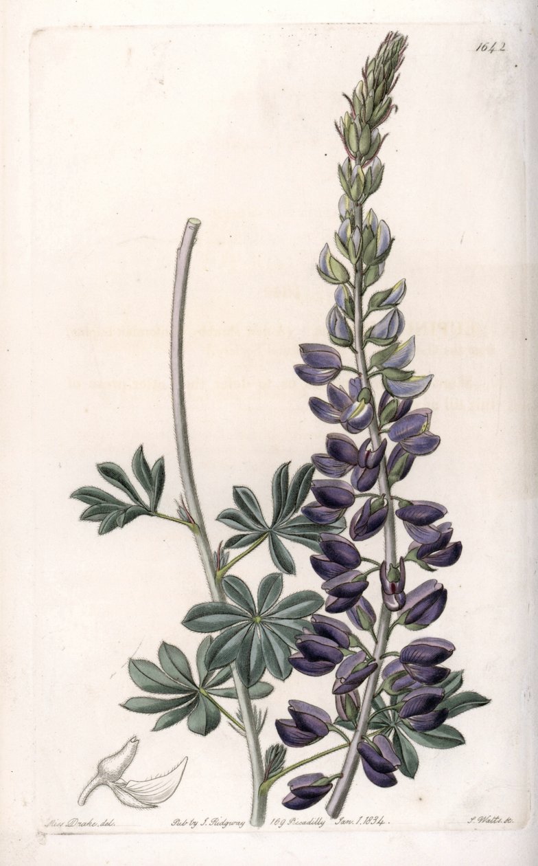 Purple Lupine Variete - Gravert av S.Watts, fra en illustrasjon av Sarah Anne Drake (1803-1857), fra Botanical Register of Sydenham Edwards (1768-1819), England av Sydenham Teast Edwards