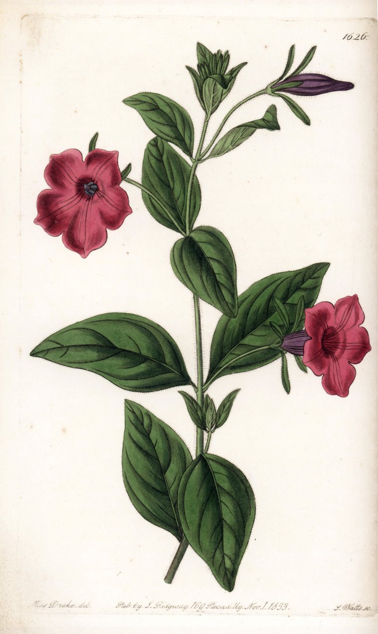 Purple flower petunia - Plate gravert av S.Watts, fra en illustrasjon av Sarah Anne Drake (1803-1857), fra Botanical Register of Sydenham Edwards (1768-1819), England av Sydenham Teast Edwards