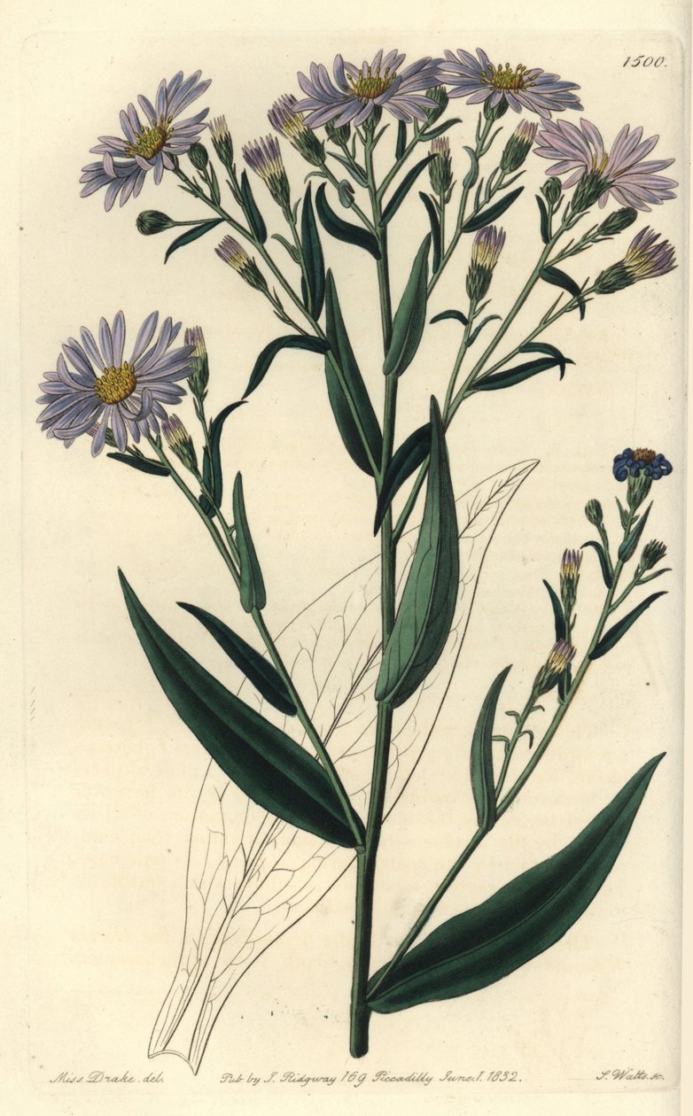 Lilla blomstret aster variant - Symphyotrichum laeve (Glatt aster, Aster laevis). Håndfarget kobberstikk av S. Watts etter en illustrasjon av Miss Sarah Drake fra Sydenham Edwards' Botanical Register, Ridgeway, London av Sydenham Teast Edwards